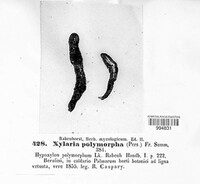 Xylaria polymorpha image